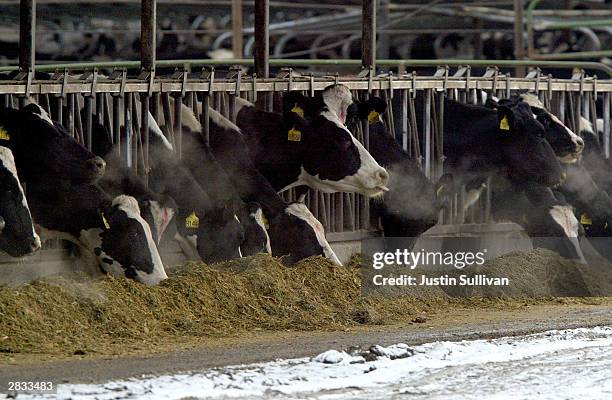 Cows are seen eating at the Sunny Dene Ranch December 27 in Mabton, Washington. The farm has been quarantined by the U.S.D.A after it determined that...