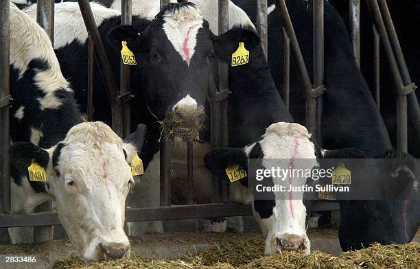 Cows are seen eating at the Sunny Dene Ranch December 27 in Mabton, Washington. The farm has been quarantined by the U.S.D.A after it determined that...