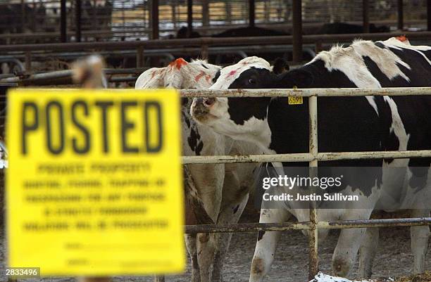 No trespassing sign is seen as cows eat at the Sunny Dene Ranch December 27 in Mabton, Washington. The farm has been quarantined by the U.S.D.A after...