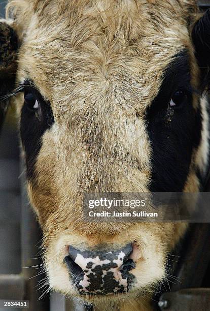 Beef cattle feed at a farm December 28, 2003 in Sunnyside, Washington. Two farms have been quarantined in Sunnyside and Mabton by the U.S.D.A after...