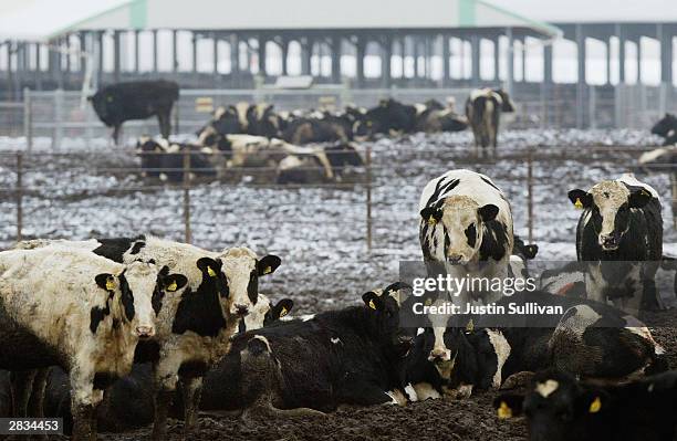 Part of a herd of beef cattle are seen at a farm December 28, 2003 in Sunnyside, Washington. Two farms have been quarantined in Sunnyside and Mabton...