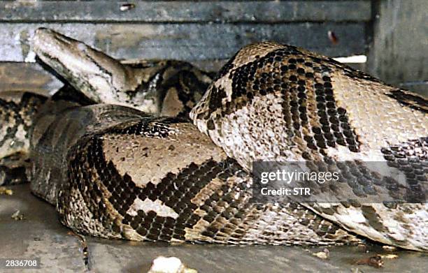 Foot-python is seen at a zoo in Kendal, in Central Java 29 December 2003. The python which was caught in a forest in Sumatra, will be the world's...
