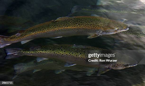 Salmon swim just below the surface in their pens at Pan Fish USA, a salmon fish farm, January 13, 2004 in Bainbridge Island, Washington. Health and...