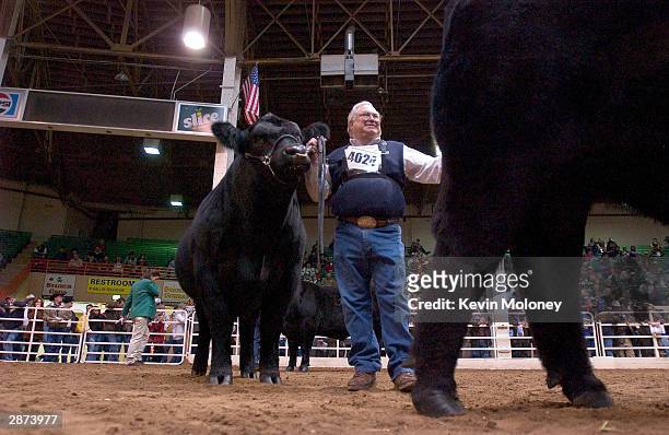 Angus breeder Bill Wilson, of Cloverdale, Indiana, shows a 2,000-pound bull during a judging at the National Western Stock Show January 16, 2004 in...