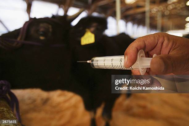 Cows Injected Cow Receiving An Injection Photos and Premium High Res Pictures - Getty ...