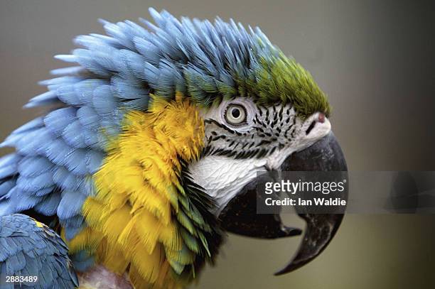 Charlie" a 104-year-old macaw that used to belong to Sir Winston Churchill occupies pride of place at a Surrey garden centre, January 20, 2004 in...