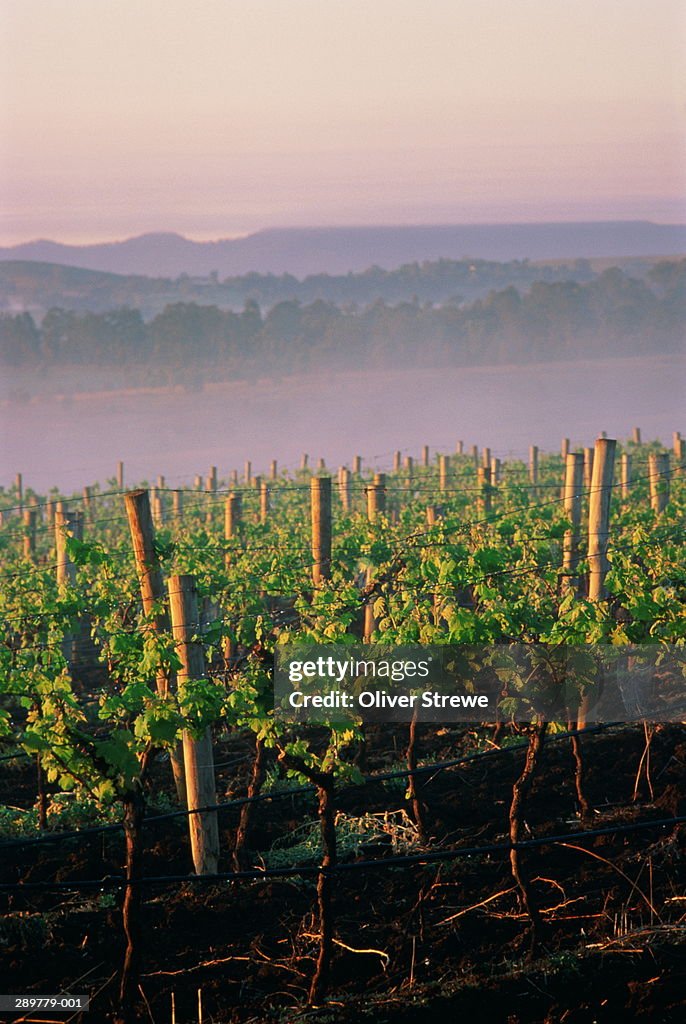 Australia,New South Wales,Hunter Valley,morning mist over vineyard