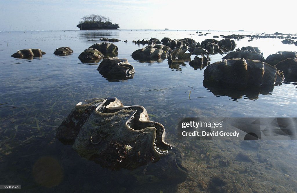 Environmentalists Examine Rare Giant Clams In The Philippines