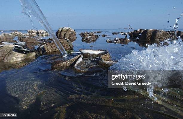 Tridacna Gigas, or Giant Clams spew water as a traditional fisherman passes by a small sanctuary on January 23, 2004 near Bolinao in the Northern...