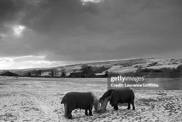 Shetland Ponies feed on Snowy hills on the West Yorkshire Moors on January 29, 2004 in Hebden Bridge, England.