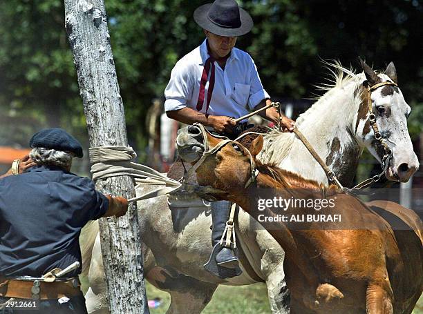 Gaucho ties a horse to a tethering post during the 'jineteadas' in Carmen de Areco City, in Buenos Aires province, Argentina, 26 January 2004. In the...