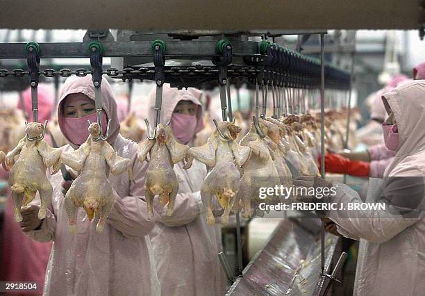 Factory Farm Chickens Photos and Premium High Res Pictures - Getty Images