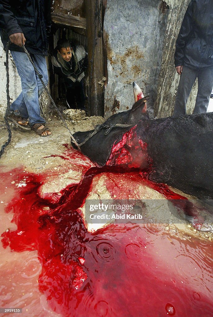 Palestinians Celebrate Eid Al-Adha By Slaughtering Animals