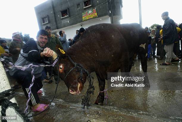 Palestinian muslims try to control a cow to make it ready for slaughter on the first day of the Muslim holiday of Eid al-Adha February 1 in the Rafah...