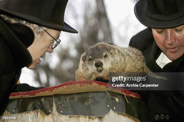 Bill Cooper , President of the Groundhog Club and Bill Deeley Phil's handler listen to Punxsutawney Phil atop the old oak stump proclaiming " My...