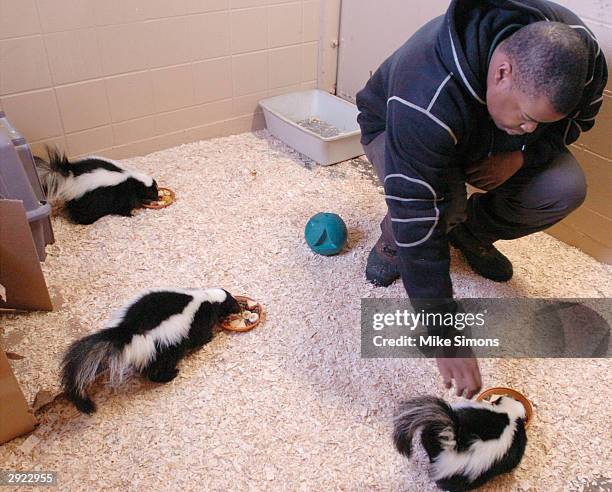 Zoo Academy student Willie Franklin feeds baby Striped Skunks February 2, 2004 in Cincinnati, Ohio. The Zoo Academy is part of the Cincinnati Public...