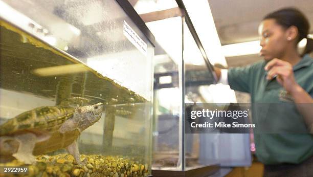 Loggerhead Musk Turtle peers out of its aquarium as Zoo Academy student TaGena Wallace feeds animals in a classroom February 2, 2004 in Cincinnati,...