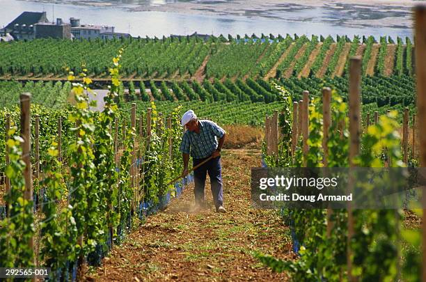 man working in vineyard,rudesheim, germany - rheingau stockfoto's en -beelden