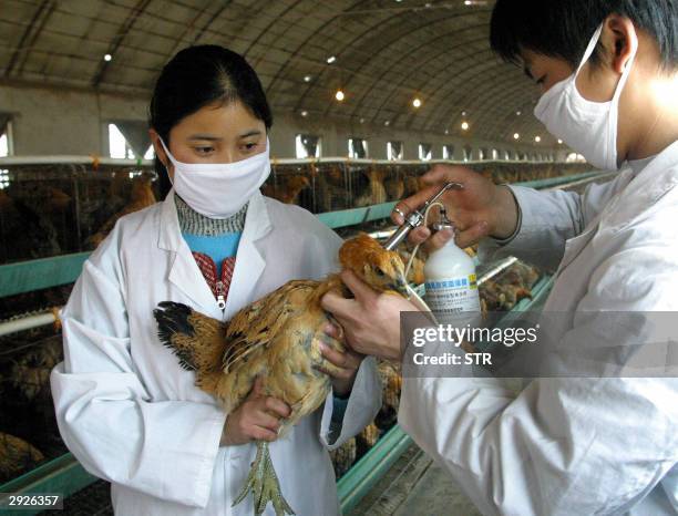 Chicken is given a vaccination in a poultry farm in Xian, 03 February 2004, in China's Shaanxi province. China's bird flu crisis deepened with an...