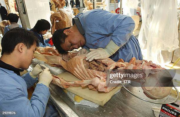 Chinese dissection experts prepare a human body at the Von Hagens Plastination factory in Dalian, 02 February 2004, in northeast China. Controversial...