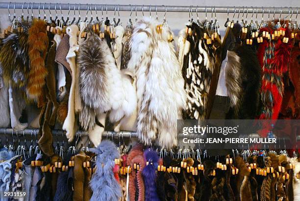 Fur pelts are on display 30 January 2004 at the Saga Furs Design Centre in Vedbaek near Copenhagen. Saga Furs, a marketing organisation for the...