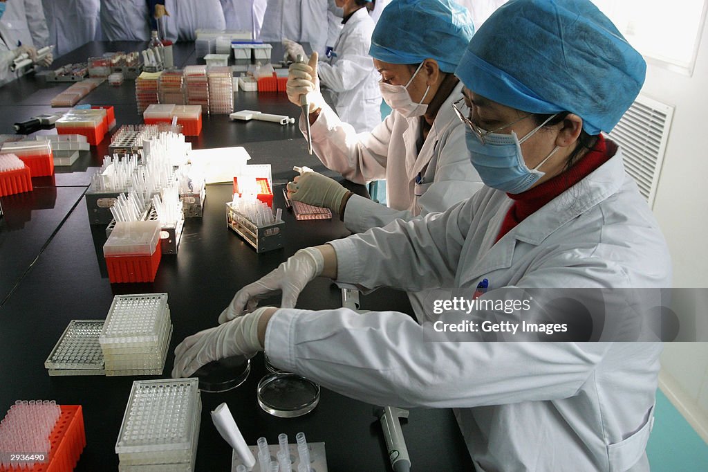 Chinese Authorities Test Chickens For Avian Flu