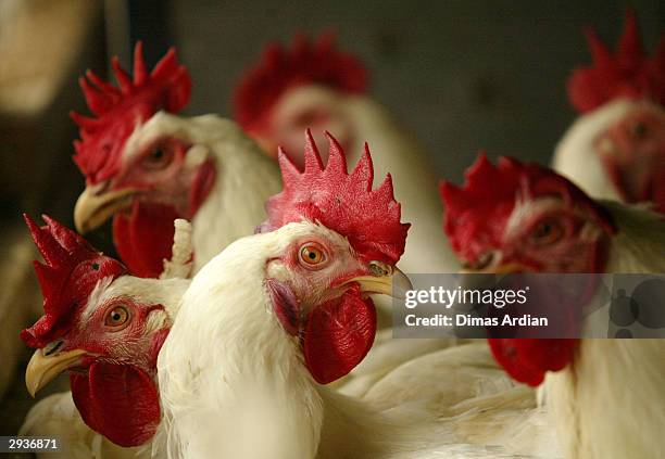 indonesian poultry industry threatened by avian flu - chickens stock pictures, royalty-free photos & images