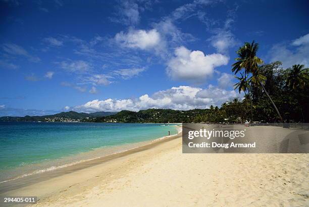 grenada,grand anse bay,palm trees along beach - insel grenada stock-fotos und bilder