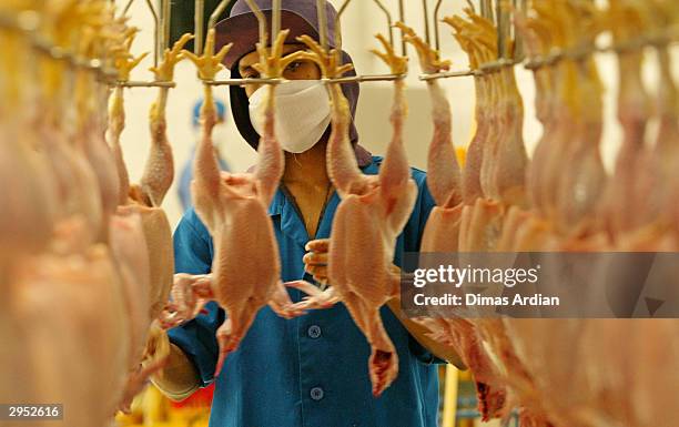 Slaughter Outside Chicken Slaughter Photos and Premium High Res Pictures - Getty Images