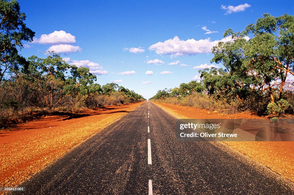 Deserted tree-lined road,Queensland Australia