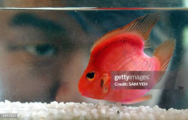 Man looks at a One-Heart Blood Parrot fish, as known as "cichlasoma var", at Taipei Sea World, 13 February 2004. The heart-shaped parrot fish is a...