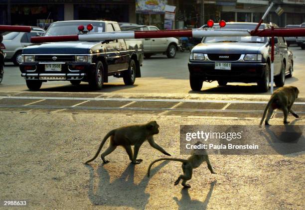 Monkey In Car Monkey In Car Photos and Premium High Res Pictures - Getty Images
