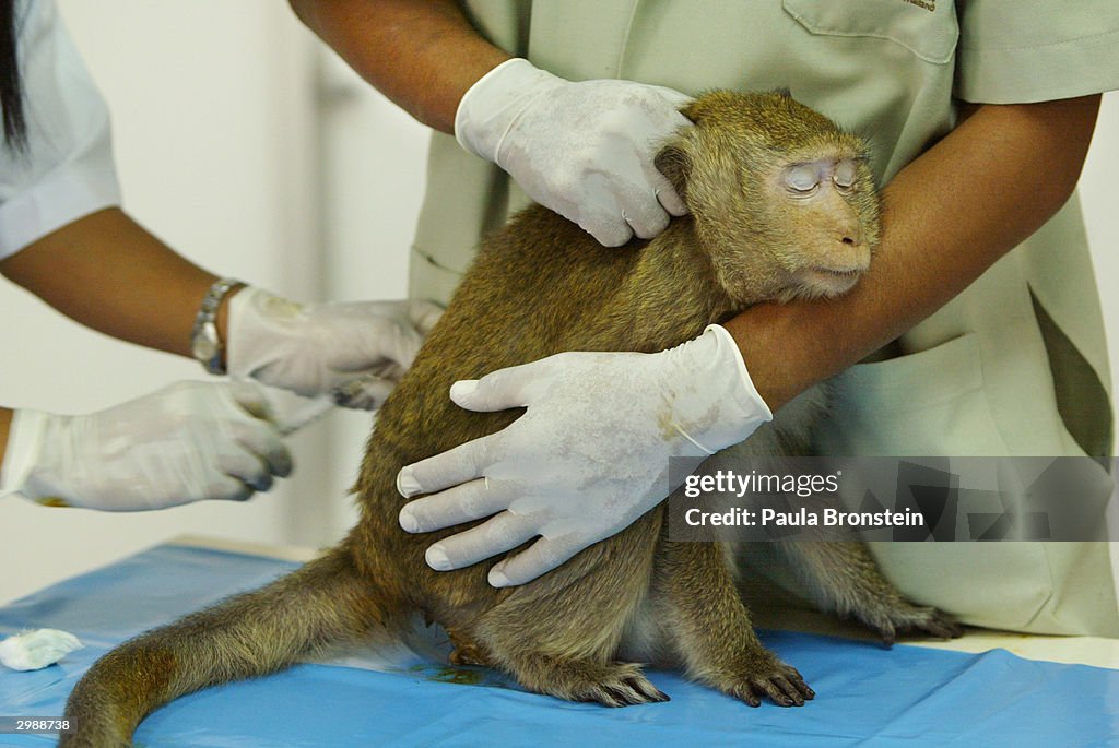 Monkeys Of Lopburi, Thailand