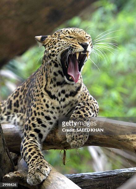 Five-year-old male clouded leopard yawns in its compound at Khao Kheow Open Zoo in east of Bangkok, 20 February 2004. A clouded leopard in the zoo...