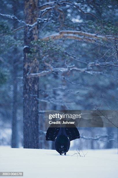 capercaillie and trees - tetrao urogallus stock pictures, royalty-free photos & images