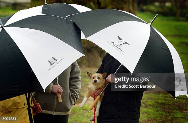 Podenco Umbrella Podenco Umbrella