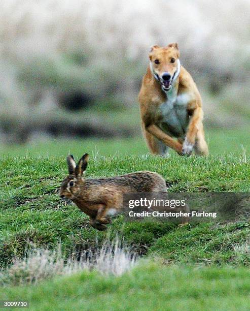 annual waterloo cup hare coursing event - greyhounds imagens e fotografias de stock