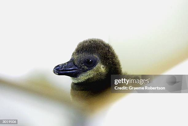 An orphaned baby penguin is hand reared at London Zoo on February 27, 2004 in London. The Blackfooted, or Jackass Penguin chicks were born at London...
