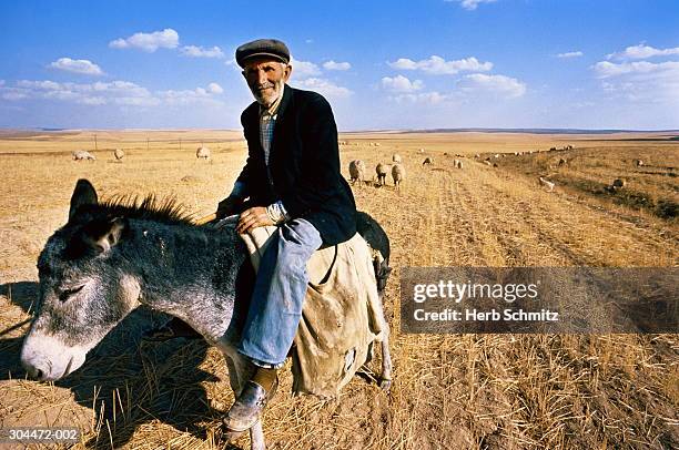 turkey,ankara,shepherd on donkey in field with sheep - anadolu stock pictures, royalty-free photos & images