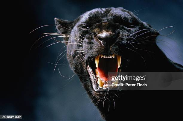 black panther (panthera pardus) growling, head-shot - anther stock-fotos und bilder