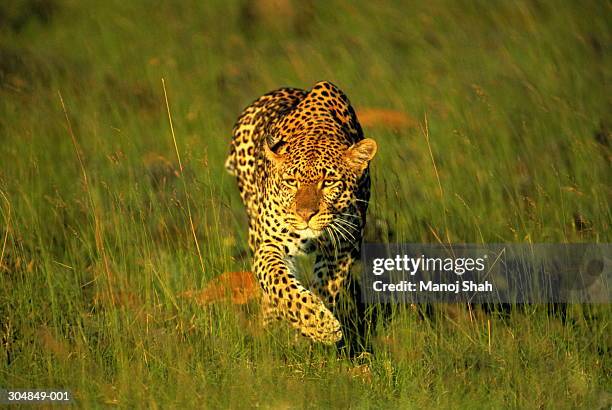 leopard stalking prey in grass, masai mara game reserve,kenya - prowling stock pictures, royalty-free photos & images