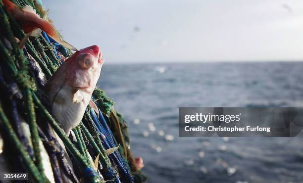 Haddock caught in the nets of the Scottish trawler, Carina, some 70 miles off the North coast of Scotland, in The North Atlantic on March 5, 2004....