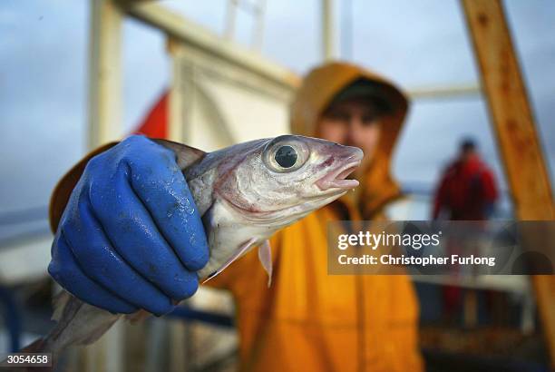 Scottish trawler man aboard the trawler, Carina, holds out a haddock, part of the catch caught some 70 miles off the North coast of Scotland, in The...