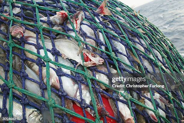 The nets brimming with fish are hauled onto the Scottish trawler, Carina, some 70 miles off the North coast of Scotland, in The North Atlantic on...