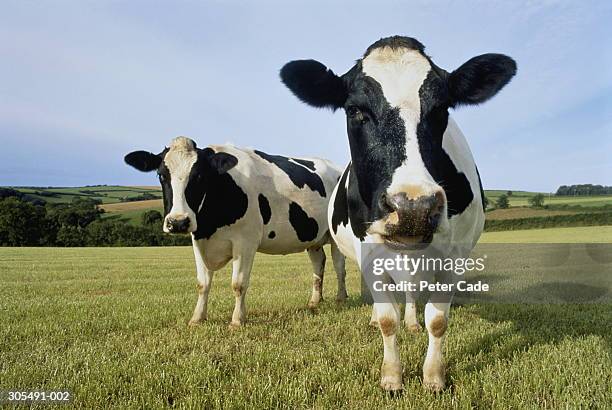 two holstein-friesian cows in field, england - cow art stock-fotos und bilder