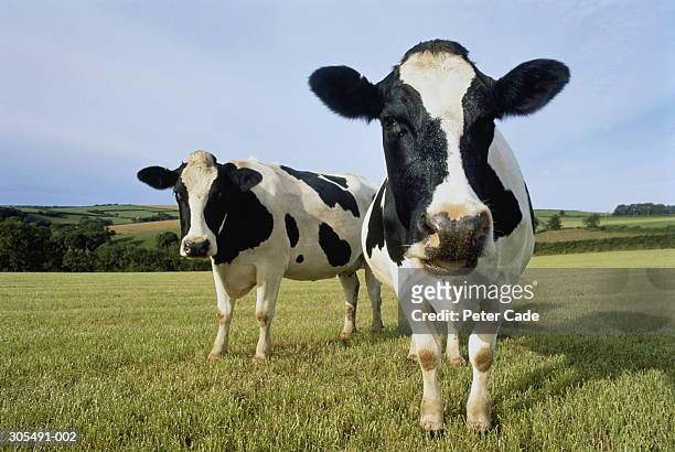 two holstein-friesian cows in field, england - cow stock pictures, royalty-free photos & images