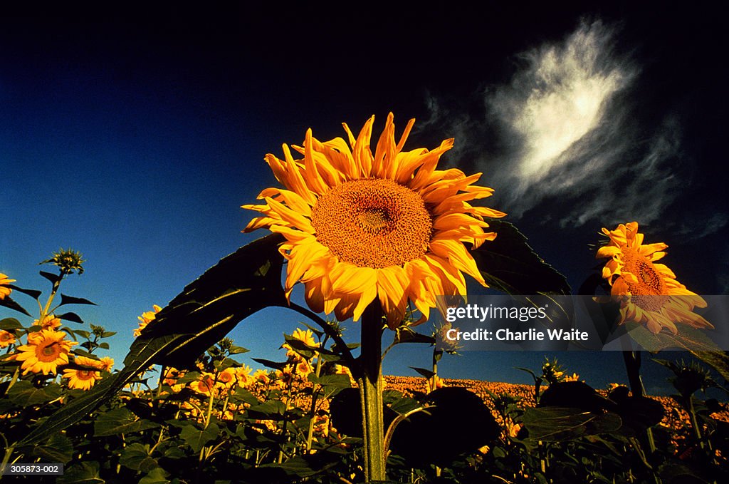 Field of sunflowers (Helianthus sp.), low angle view, France