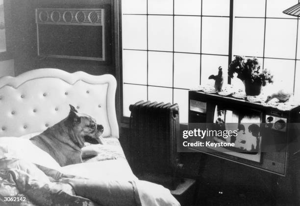 1,192 Dog Watching Tv Photos and Premium High Res Pictures - Getty Images 1,192 Dog Watching Tv Photos and Premium High Res Pictures - Getty Images