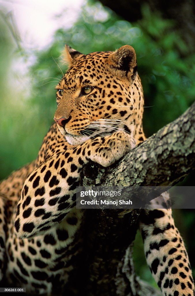 Leopard resting in tree, Masai Mara National Reserve, Kenya