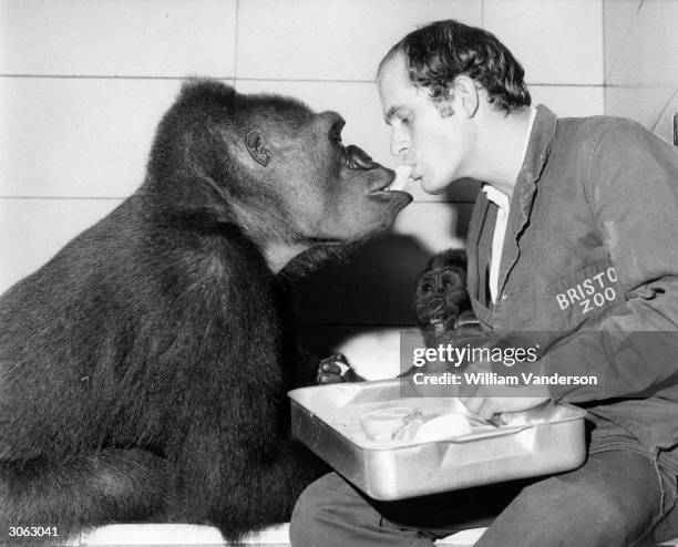 Michael Colbourne Michael (Gorilla) Photos and Premium High Res Pictures - Getty Images